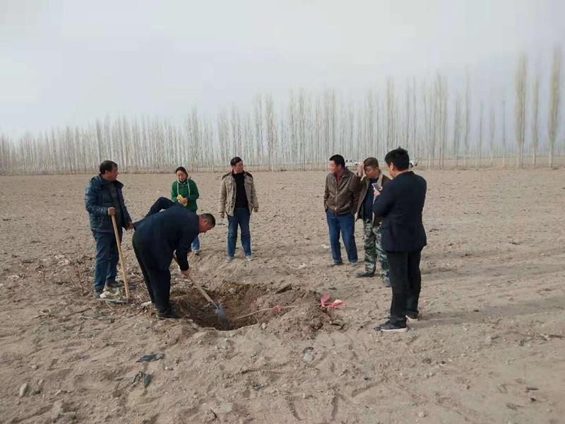 和硕的早春 期待一场花开